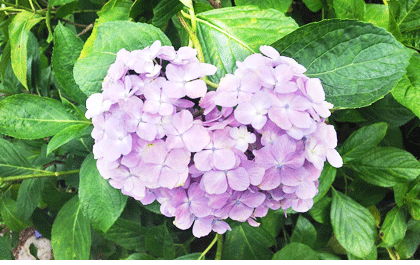 ハート形紫陽花